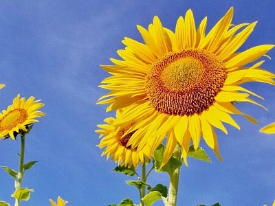 年末年始お休み 12月30日〜1月4日